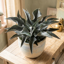 Mangave 'Catch a Wave', green succulents, indoor succulents, succulent care guide, buy succulents online