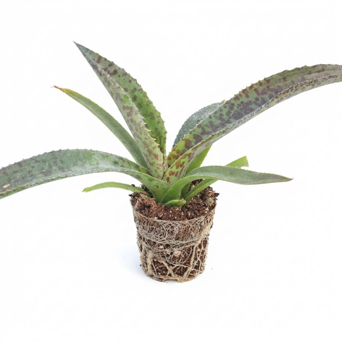 Mangave 'Catch a Wave', green succulents, indoor succulents, succulent care guide, buy succulents online