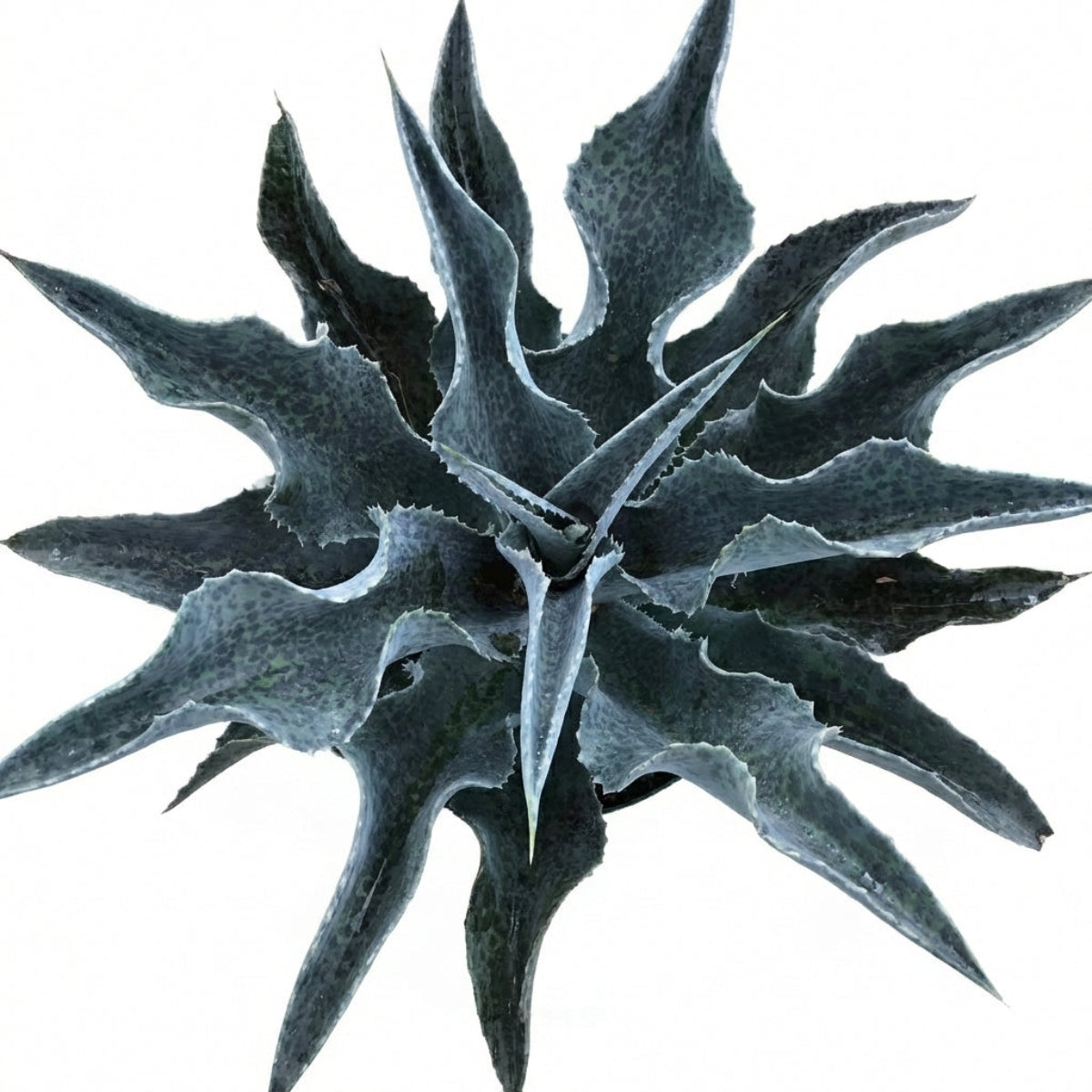 1.5 Inch plug Mangave 'Catch a Wave', green succulents, indoor succulents, succulent care guide, buy succulents online