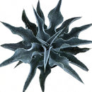 Mangave 'Catch a Wave', green succulents, indoor succulents, succulent care guide, buy succulents online