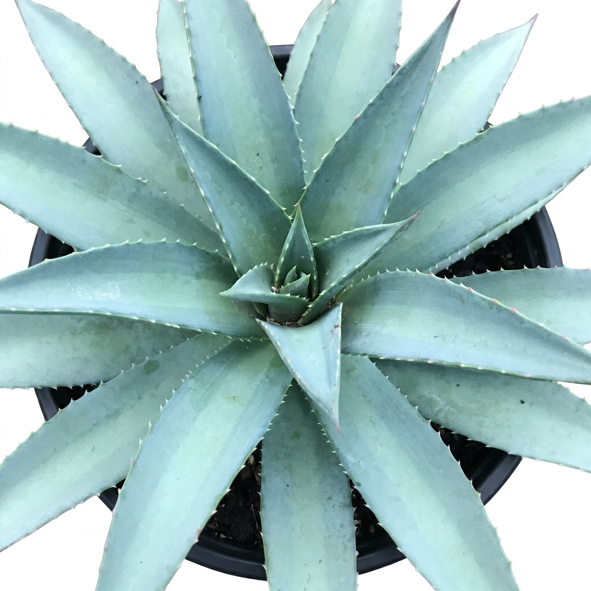 Mangave 'Frosted Elegance' 1.5 inch plug for sale, Mangave Frosted Elegance soft toned succulent with powdery blue gray leaves aesthetic plant, Mangave Frosted Elegance stylish succulent for modern living room office decoration
