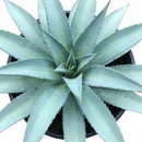 Mangave 'Frosted Elegance' 1.5 inch plug for sale, Mangave Frosted Elegance compact sculptural succulent for desk shelf indoor styling, Mangave Frosted Elegance rare collector plant with refined soft color palette