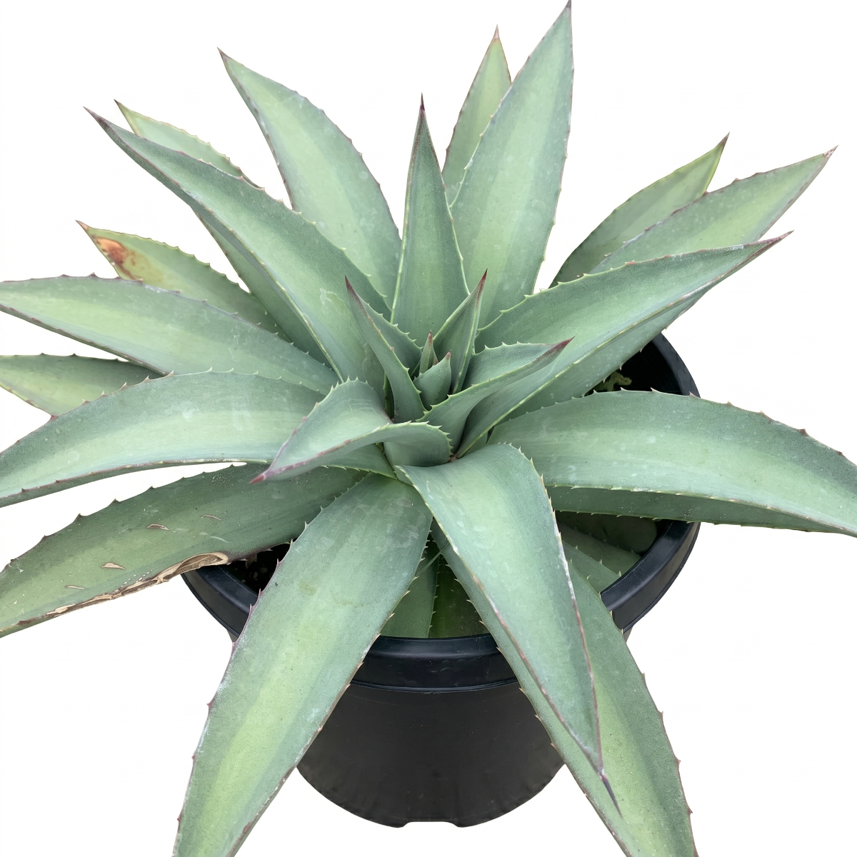 Mangave 'Frosted Elegance' 1.5 inch plug for sale, Mangave Frosted Elegance compact sculptural succulent for desk shelf indoor styling, Mangave Frosted Elegance rare collector plant with refined soft color palette