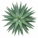 Mangave 'Iron Man' for sale, how to grow succulents, succulent plant, succulent care tips, succulent subscription, succulents garden, Succulents, Succulents shop near me, Rare succulents