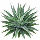 Mangave 'Iron Man' for sale, how to grow succulents, succulent plant, succulent care tips, succulent subscription, succulents garden, Succulents, Succulents shop near me, Rare succulents