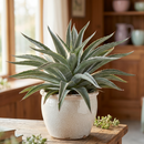 Mangave 'Iron Man' for sale, how to grow succulents, succulent plant, succulent care tips, succulent subscription, succulents garden, Succulents, Succulents shop near me, Rare succulents