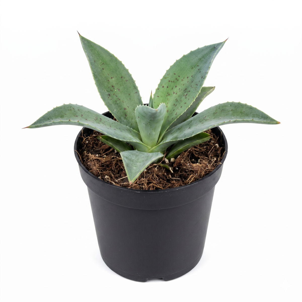 Buy Mangave 'Mission to Mars' 1.5 inch plug online, Mangave Mission to Mars easy care succulent gift for beginners plant owners, Mangave Mission to Mars exotic hybrid plant with bold speckled leaf pattern