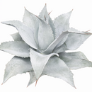 Mangave 'Permanent Wave' in California, How to grow Mangave 'Permanent Wave', rare succulents, rare succulents for sale, unique succulents