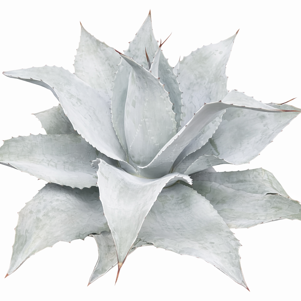 Mangave 'Permanent Wave' for sales, how to grow succulents, succulent plant, succulent care tips, succulent subscription, succulents garden, Succulents, Succulents shop near me, Rare succulents