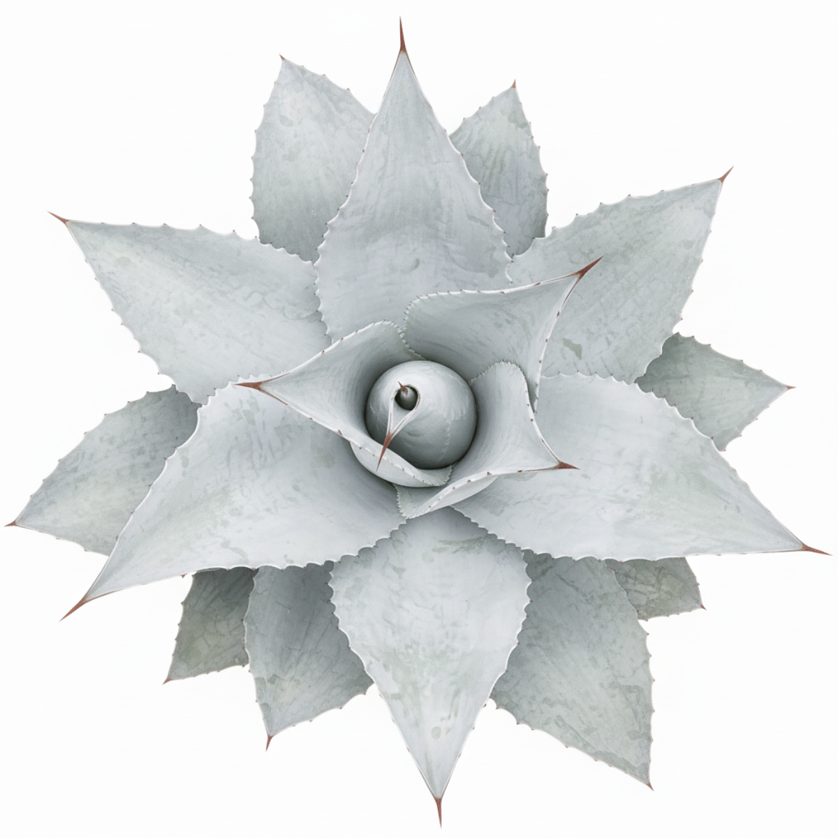 Mangave 'Permanent Wave' in California, How to grow Mangave 'Permanent Wave', rare succulents, rare succulents for sale, unique succulents