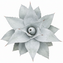 Mangave 'Permanent Wave' in California, How to grow Mangave 'Permanent Wave', rare succulents, rare succulents for sale, unique succulents