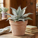 Mangave 'Permanent Wave' in California, How to grow Mangave 'Permanent Wave', rare succulents, rare succulents for sale, unique succulents
