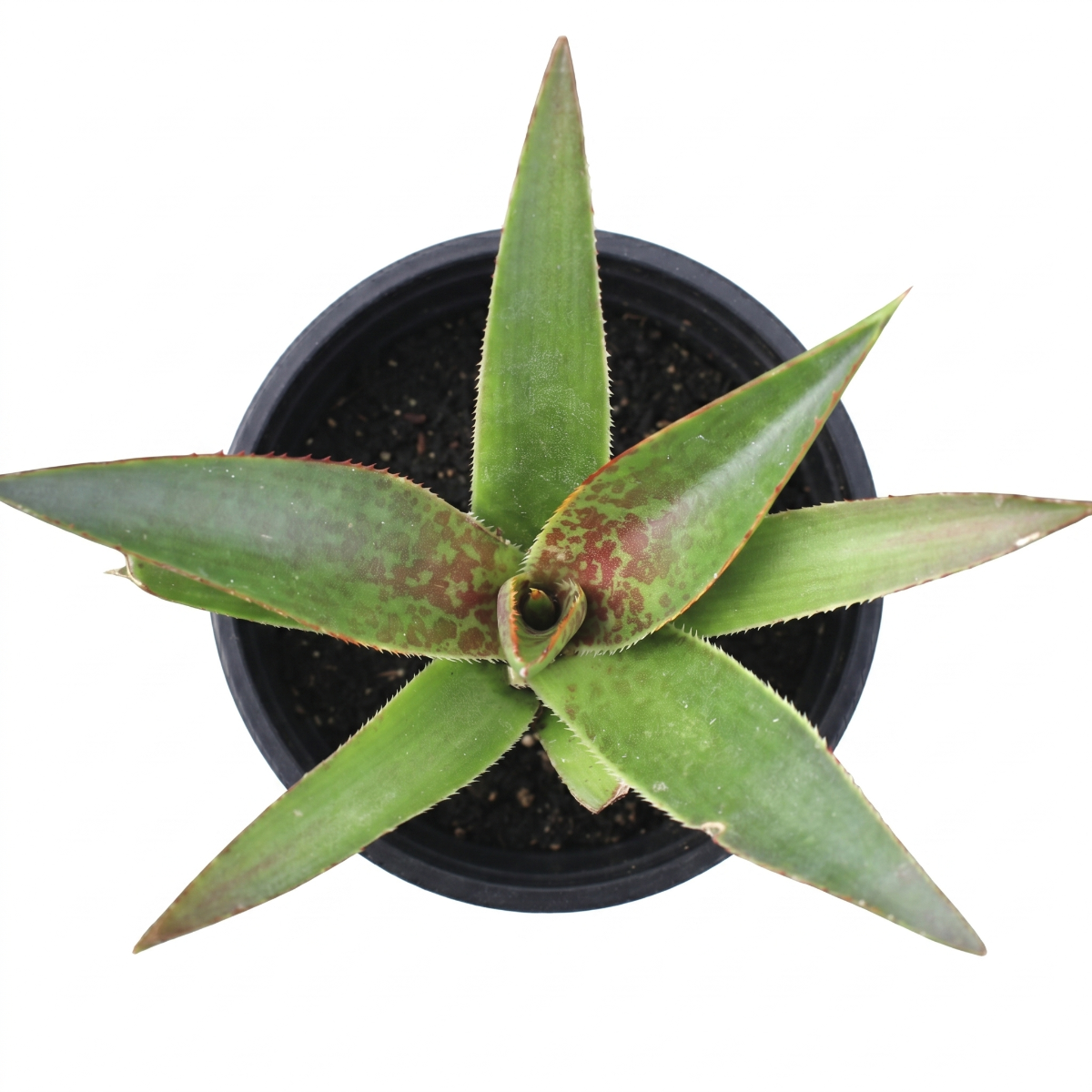 1.5 inch Mangave 'Praying Hands' live plug for sale, Mangave Praying Hands giftable succulent plant with unique praying leaf shape, Mangave Praying Hands succulent gift plant modern home decor indoor plant