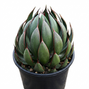 Buy Mangave 'Praying Hands' plug 1.5 inch online, Mangave Praying Hands unusual succulent centerpiece for table shelf decor, Mangave Praying Hands giftable succulent plant with unique praying leaf shape, Mangave Praying Hands rare succulent collector plant striped leaves agave
