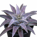 Mangave 'Purple People Eater' 1.5 inch plug for sale, Mangave Purple People Eater drought tolerant succulent for indoor outdoor decoration, Mangave Purple People Eater rare collector succulent with rich purple tones