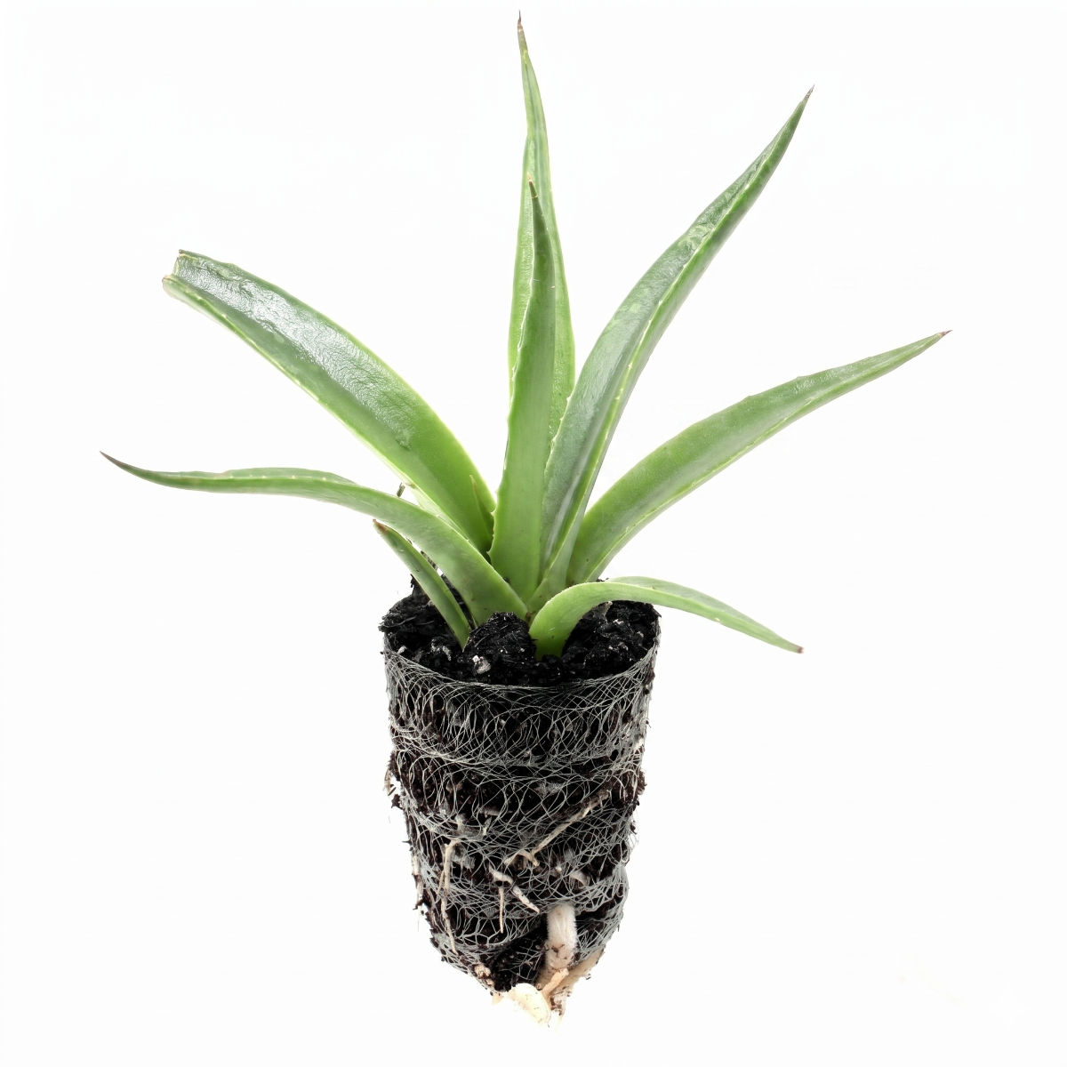 1.5 inch Mangave 'Red Wing' plug for sale, Mangave Red Wing compact sculptural succulent for desk shelf indoor styling, Mangave Red Wing rare agave hybrid with green leaves and red highlights