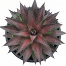 Mangave 'Red Wing' 1.5 inch plug for sale, Mangave Red Wing colorful succulent with burgundy margins ornamental plant, Mangave Red Wing drought tolerant low maintenance succulent for indoor outdoor use