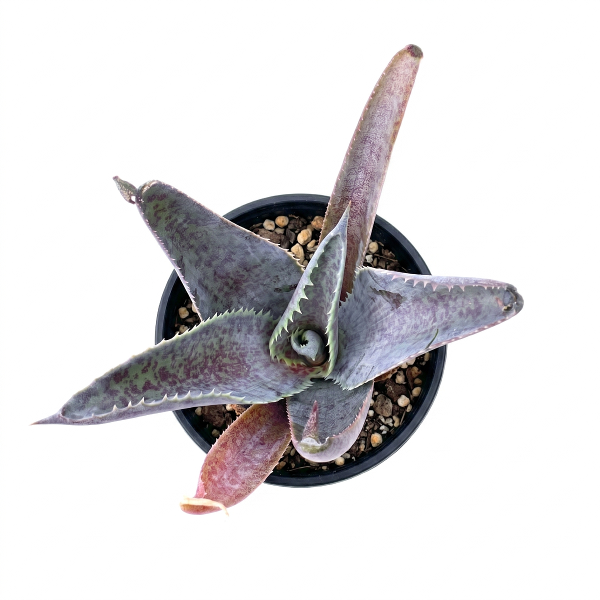 Buy 1.5 inch Mangave Silver Fox plug online, Mangave Silver Fox decorative plant for office desk clean modern decor, Mangave Silver Fox elegant succulent with soft silver blue foliage ornamental plant