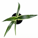 Mangave 'Snow Leopard' 1.5 inch plug for sale, Mangave Snow Leopard unique succulent with leopard like speckled foliage, Mangave Snow Leopard bold ornamental plant with animal print leaf design