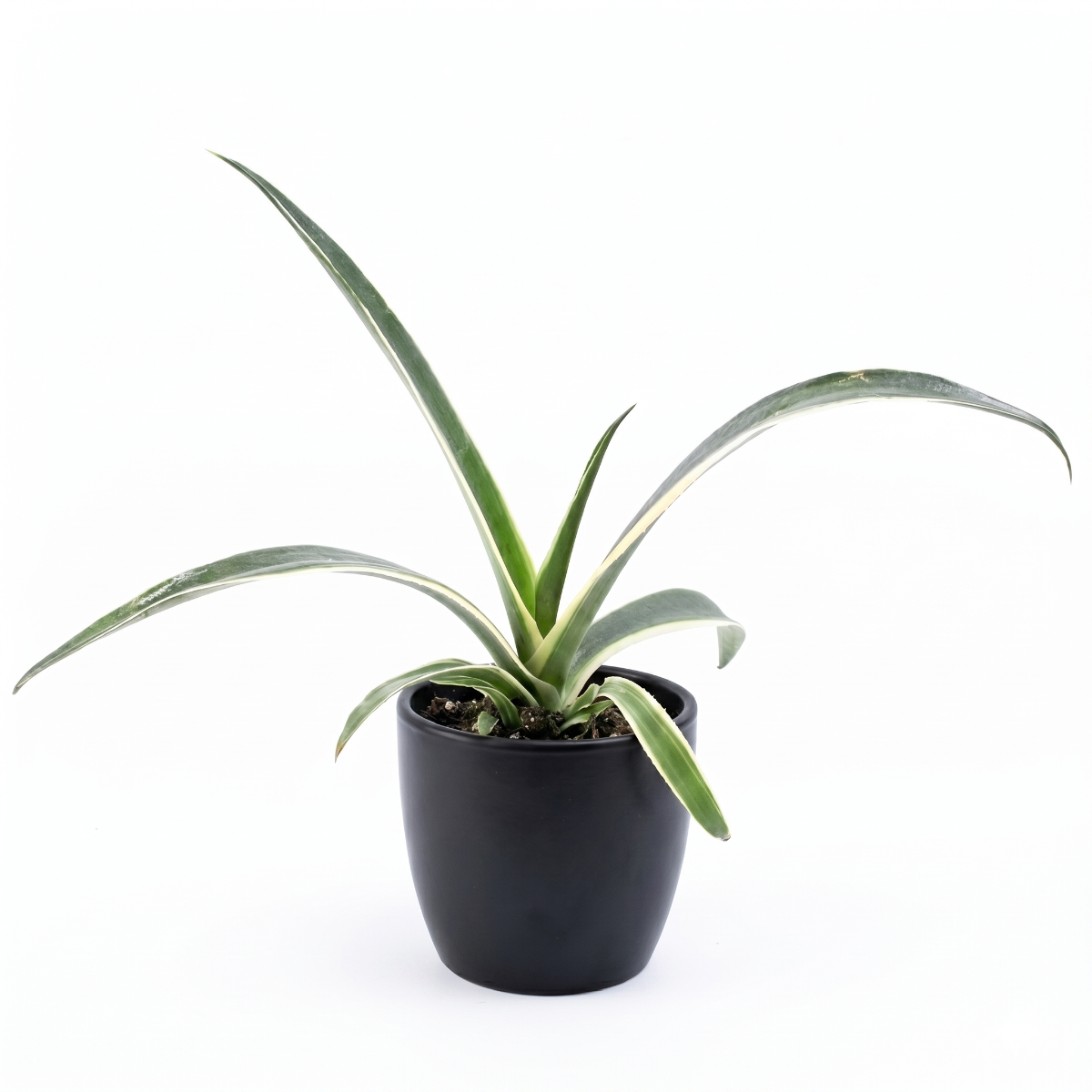 leopard succulent Mangave 'Snow Leopard' Rare Variegated Succulent Easy Care 4 inch / Clay Pot by Succulents Box