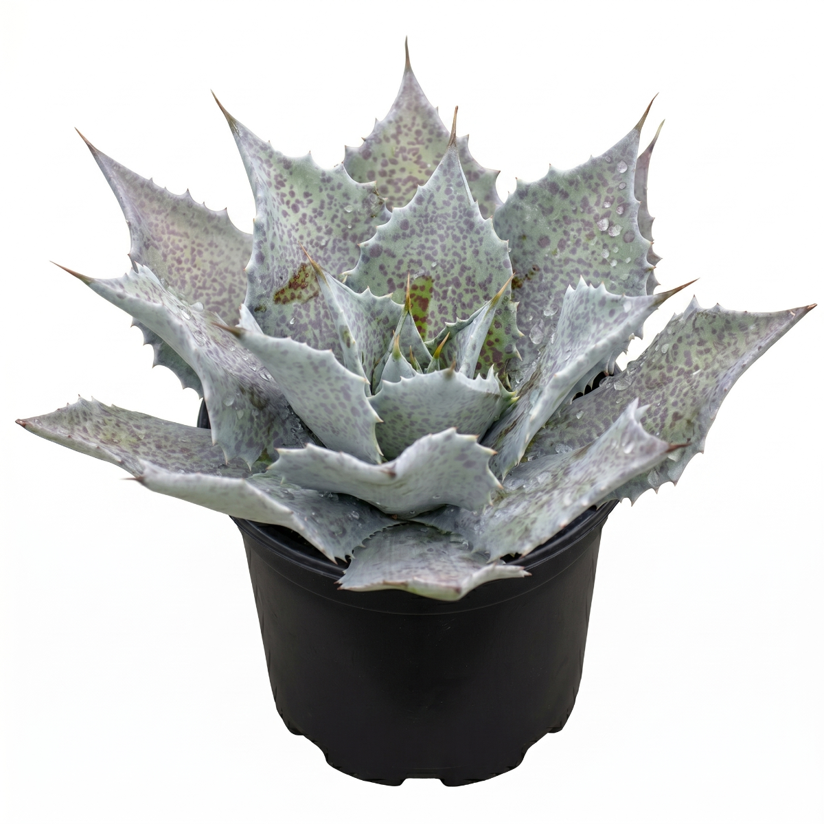 Buy 1.5 inch Mangave 'Sponge Paint' plug online, Mangave Sponge Paint exotic hybrid plant with splattered paint like leaf design, Mangave Sponge Paint easy care succulent gift for beginners plant owners