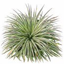 Mangave 'Wigging Out' in California, How to grow Mangave 'Wigging Out', rare succulents, rare succulents for sale, unique succulents