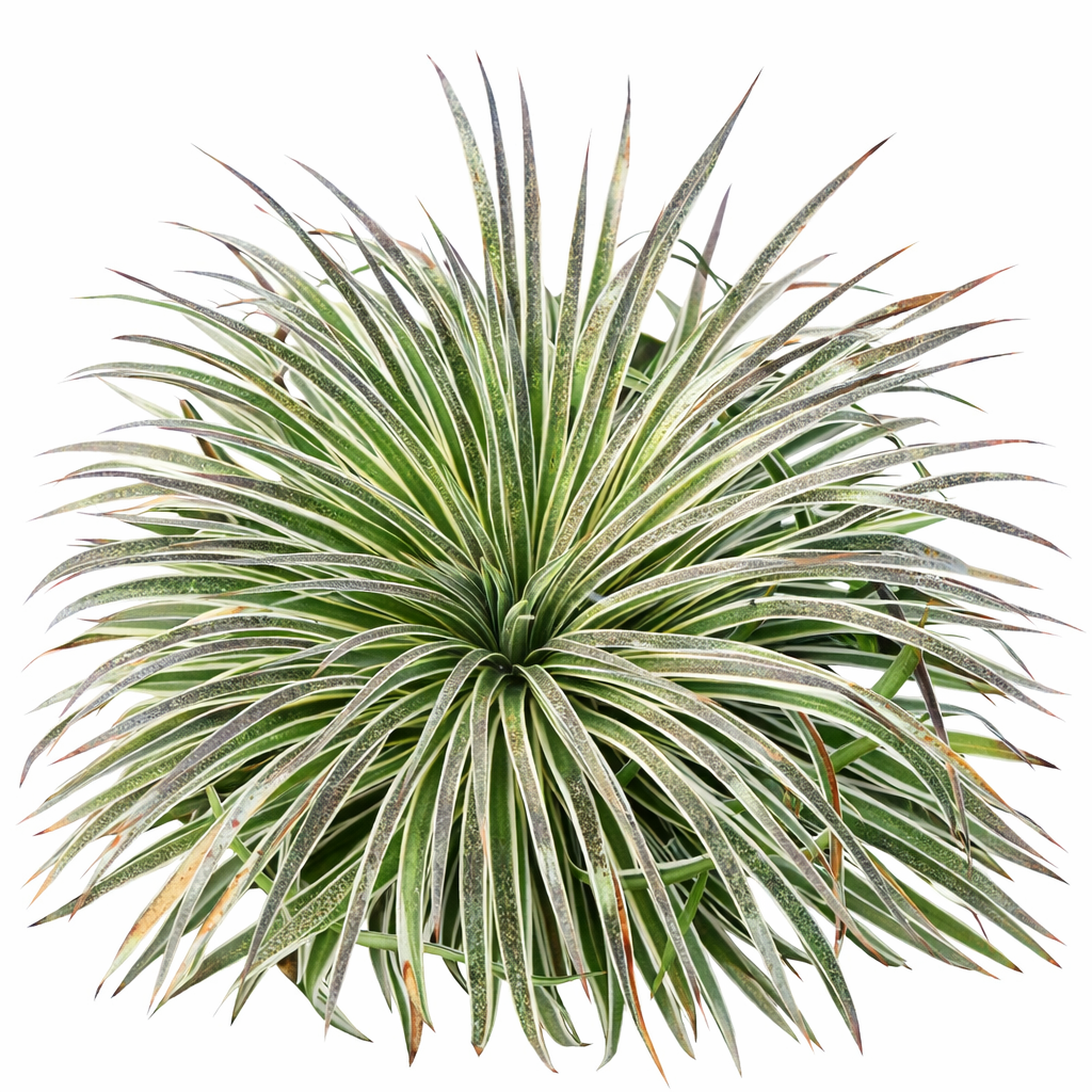 Mangave 'Wigging Out' for sale, how to grow succulents, succulent plant, succulent care tips, succulent subscription, succulents garden, Succulents, Succulents shop near me, Rare succulents