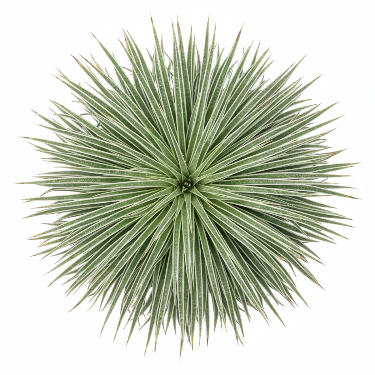 Mangave 'Wigging Out' in California, How to grow Mangave 'Wigging Out', rare succulents, rare succulents for sale, unique succulents