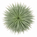Mangave 'Wigging Out' in California, How to grow Mangave 'Wigging Out', rare succulents, rare succulents for sale, unique succulents