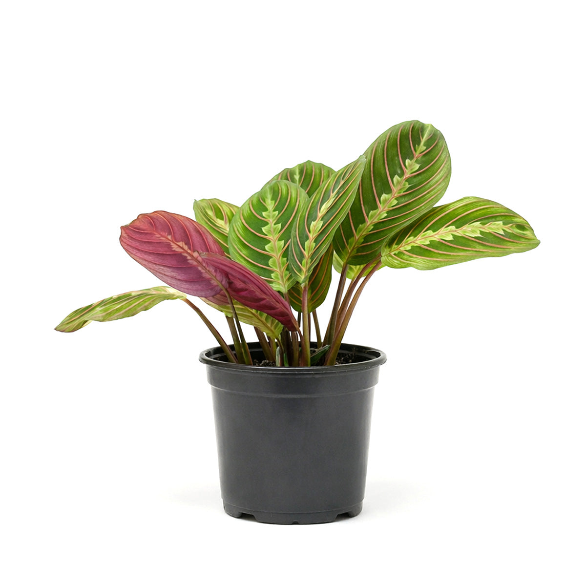 Maranta Red Prayer Plant, Red Prayer Plant, Herringbone Plant, Indoor tropical plant