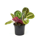Maranta Red Prayer Plant, Red Prayer Plant, Herringbone Plant, Indoor tropical plant