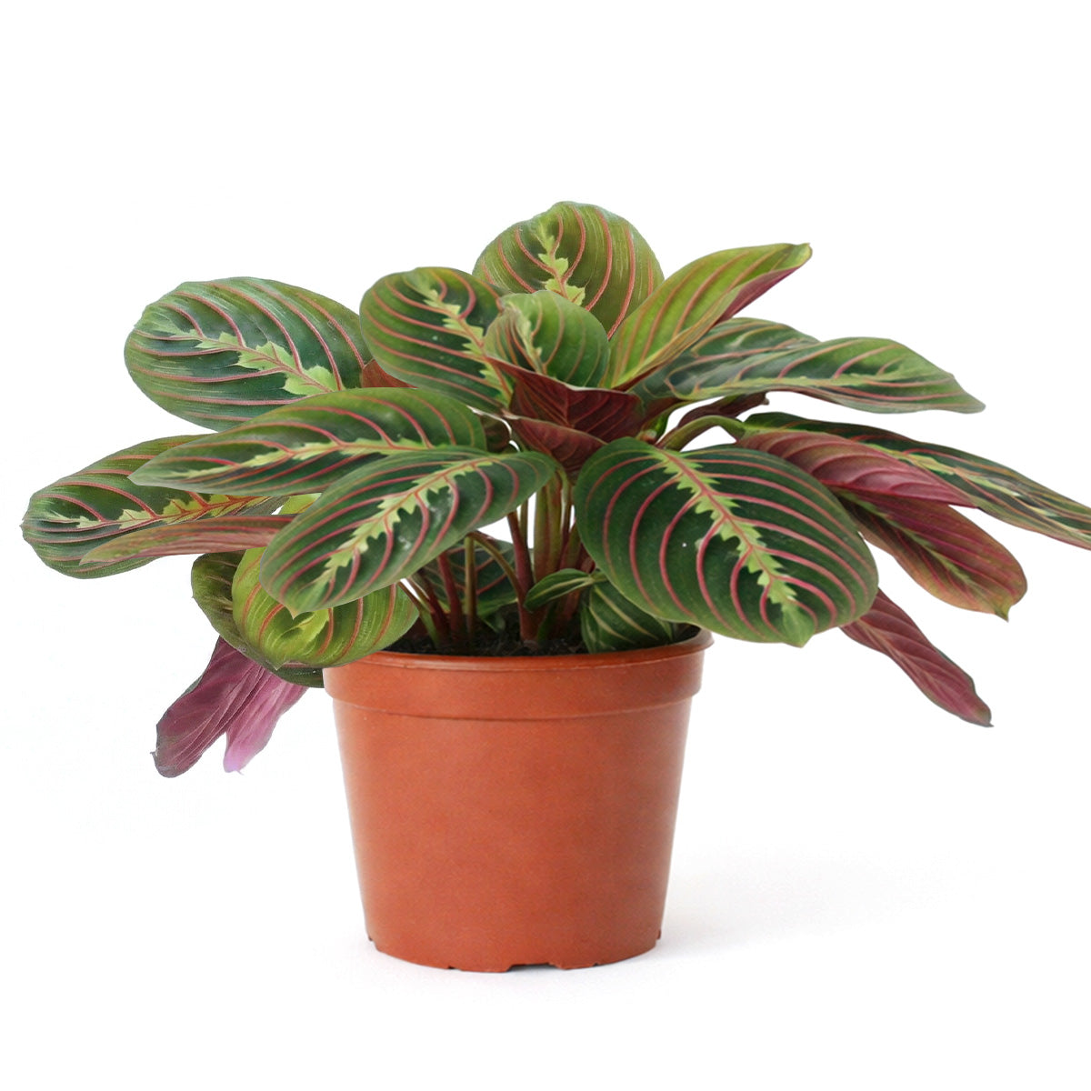 Maranta Red Prayer Plant, Red Prayer Plant, Herringbone Plant, Indoor tropical plant