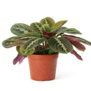 Maranta Red Prayer Plant, Red Prayer Plant, Herringbone Plant, Indoor tropical plant