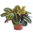 Maranta Red Prayer Plant, Red Prayer Plant, Herringbone Plant, Indoor tropical plant