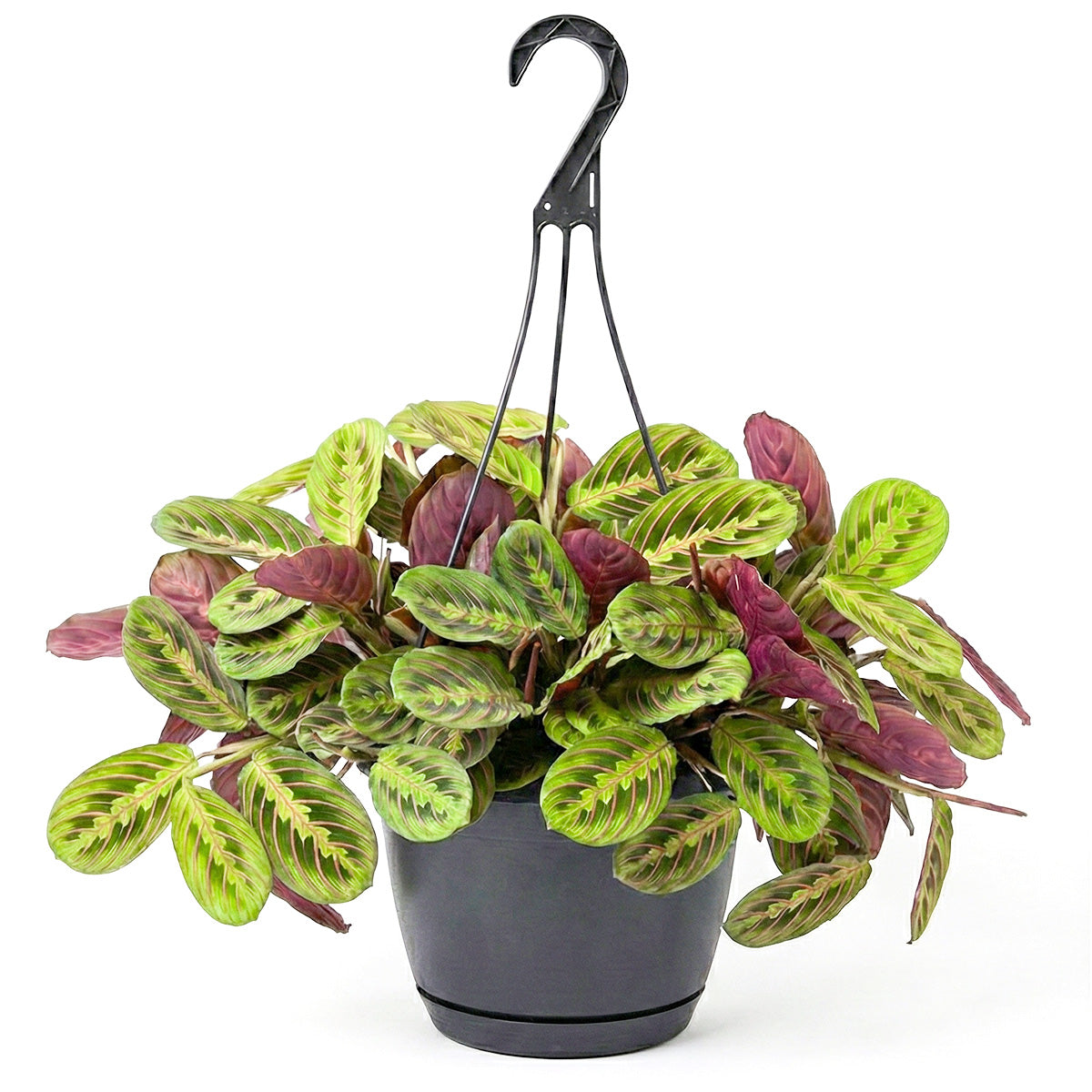 Maranta Red Prayer Plant, Red Prayer Plant, Herringbone Plant, Indoor tropical plant