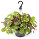 Maranta Red Prayer Plant, Red Prayer Plant, Herringbone Plant, Indoor tropical plant