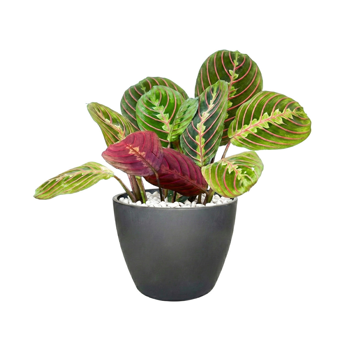 Maranta Red Prayer Plant, Red Prayer Plant, Herringbone Plant, Indoor tropical plant