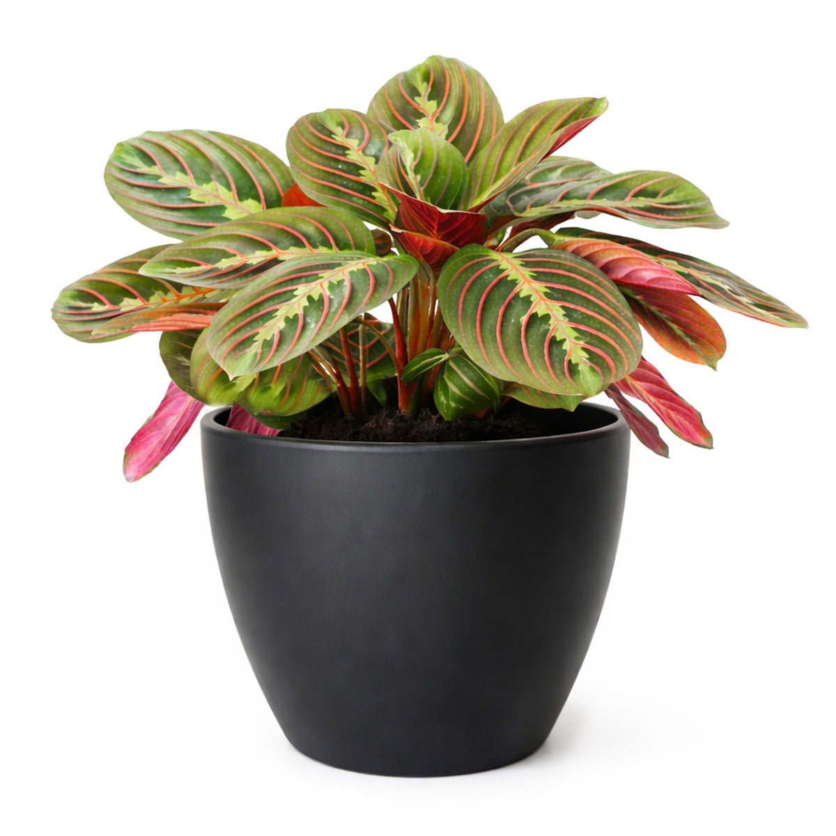 Maranta Red Prayer Plant, Red Prayer Plant, Herringbone Plant, Indoor tropical plant
