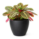 Maranta Red Prayer Plant, Red Prayer Plant, Herringbone Plant, Indoor tropical plant