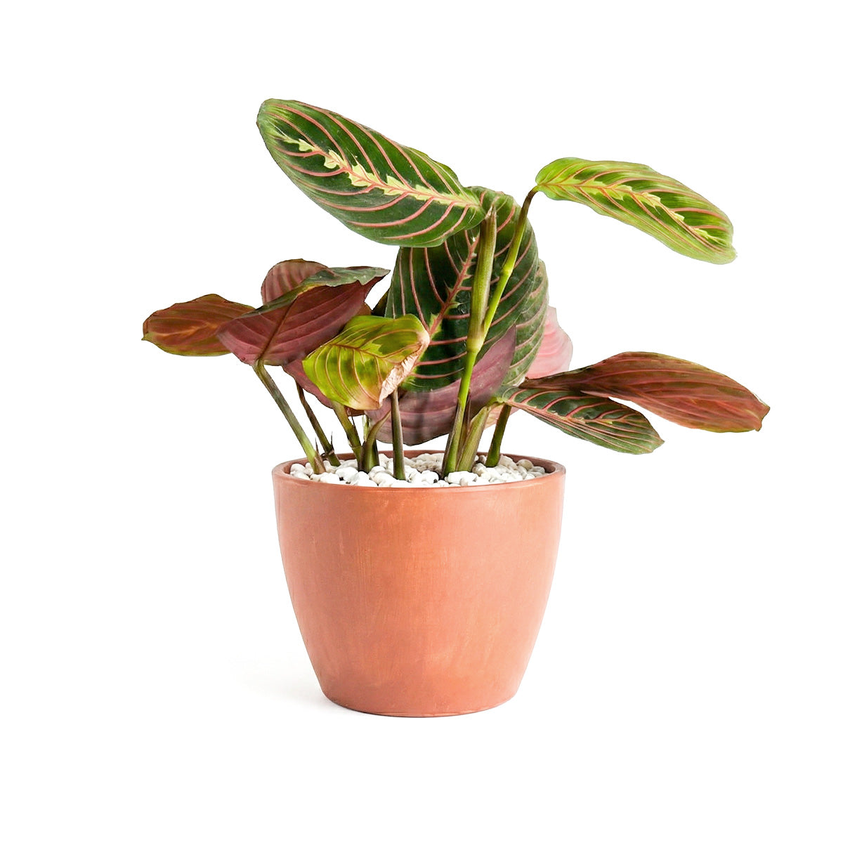 Maranta Red Prayer Plant, Red Prayer Plant, Herringbone Plant, Indoor tropical plant