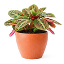 Maranta Red Prayer Plant, Red Prayer Plant, Herringbone Plant, Indoor tropical plant