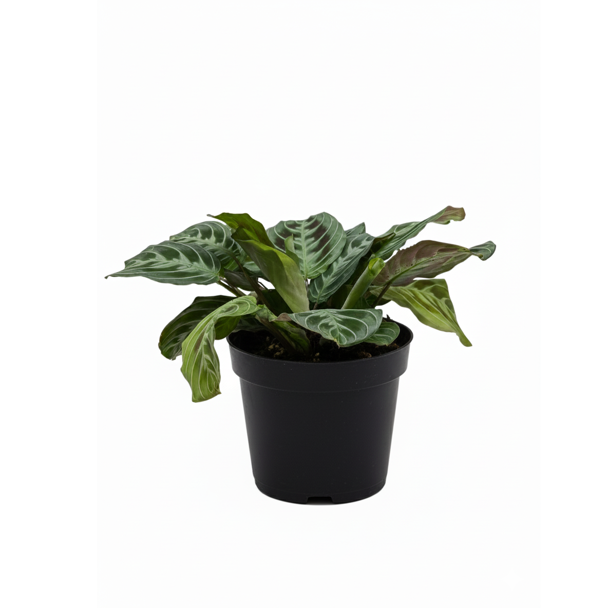 Black Prayer Plant, Prayer Plant, decorative indoor plant, Indoor houseplant, Easy-care houseplant