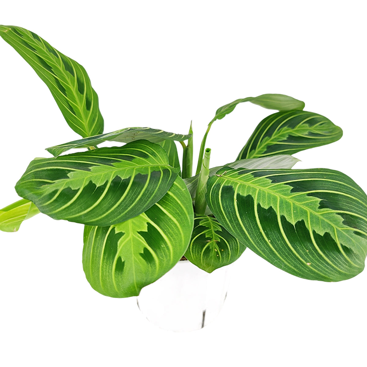 lemon lime prayer plant near me Maranta Lemon Lime - Prayer Plant