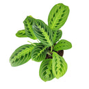 6 inch Maranta &#39;Lemon Lime&#39;, live plants for sale, buy houseplants online, gifts for sale lovers, large indoor plants