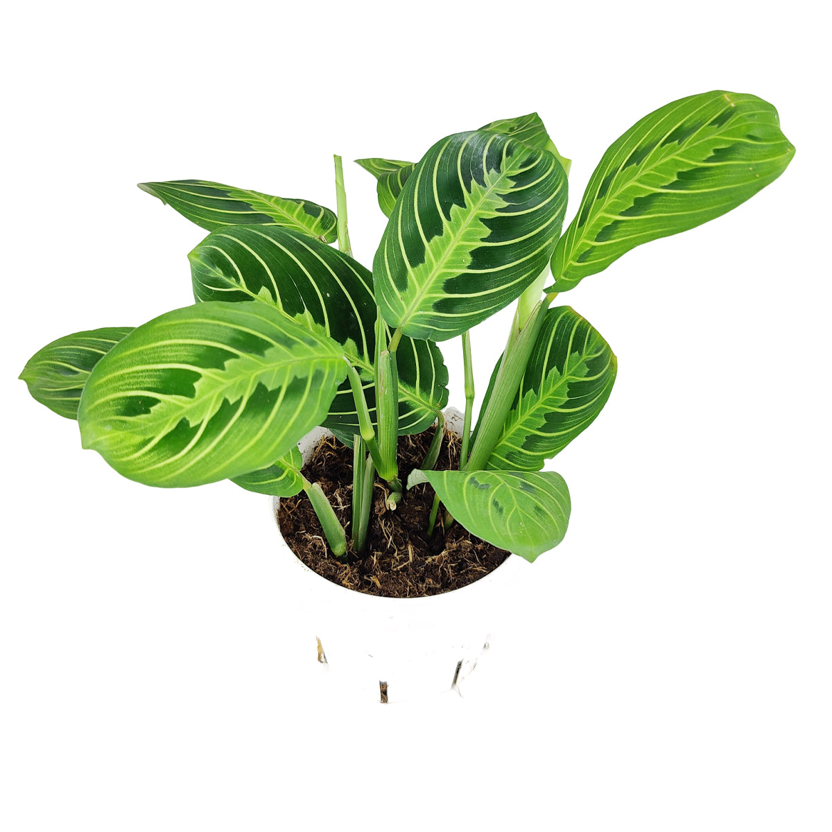 lemon lime maranta care, maranta lemon lime care, maranta lemon lime plant care