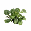 6 inch Maranta Variegated Beauty Kim, colorful houseplants, buy live plants online, plants for office decoration, plant shops in ca