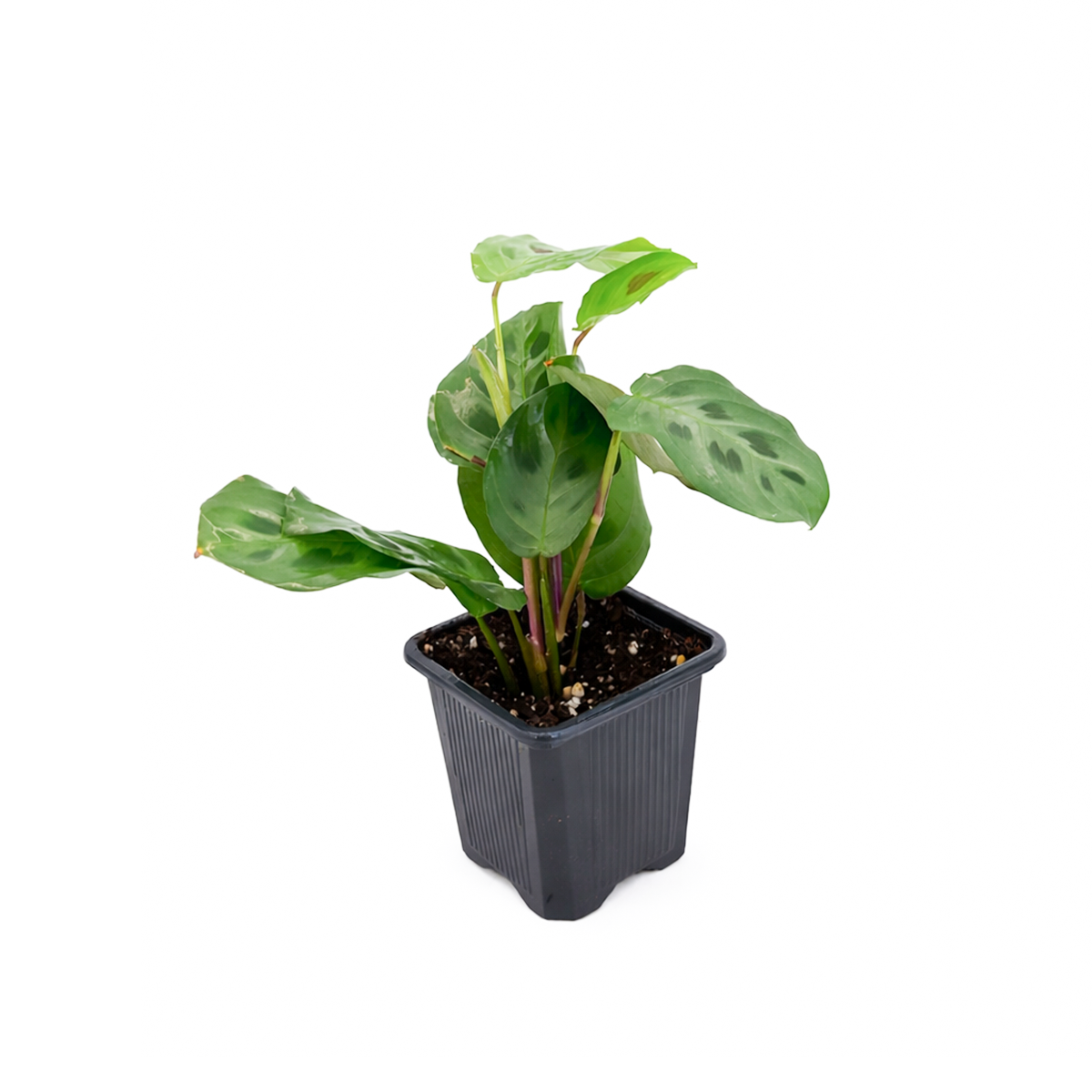 Maranta Green Prayer Plant, Rabbit Tracks for sale online, Easy to grow houseplants, Types of Colorful Foliage Plants, indoor houseplant, colorful foliage houseplant