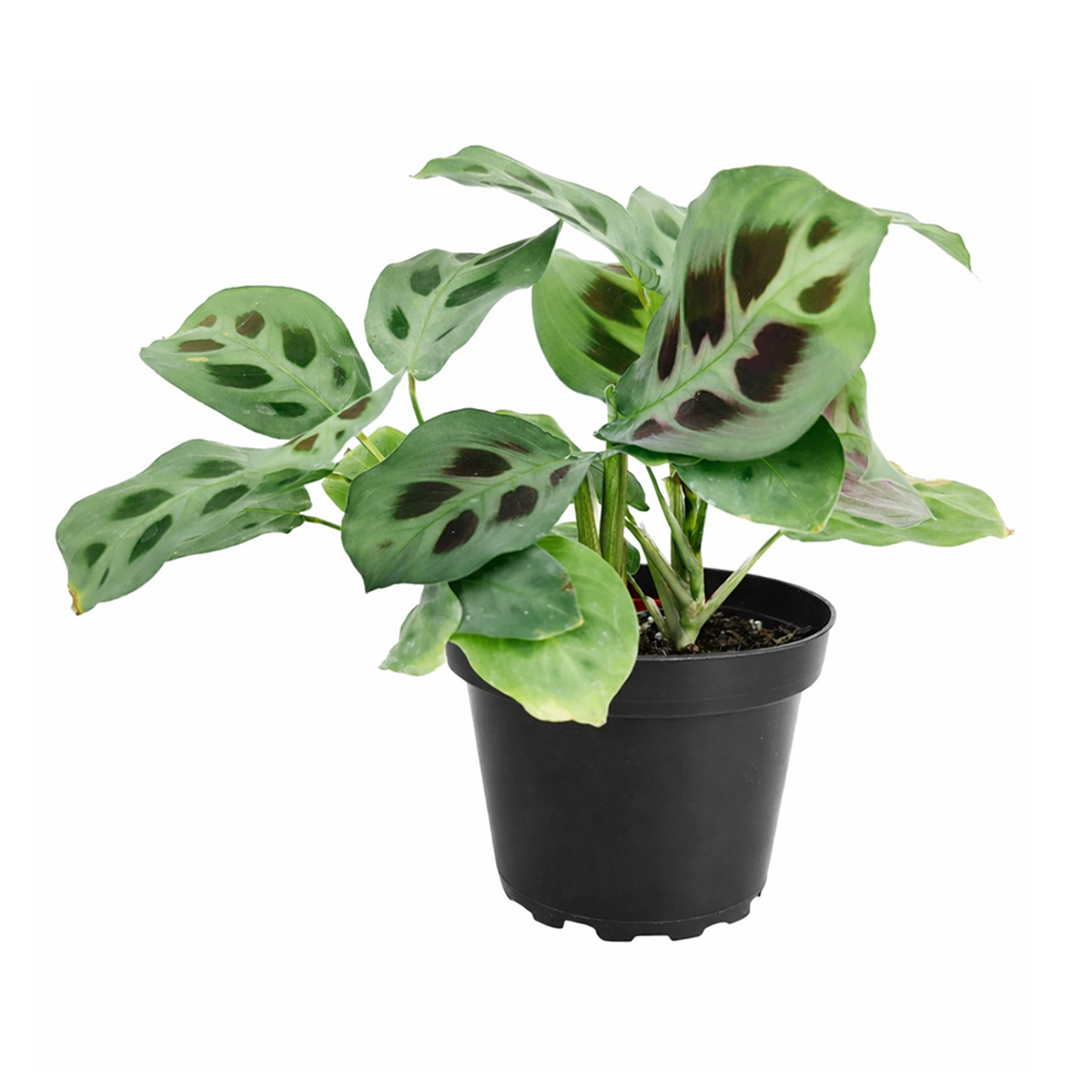 variegated green prayer plant Green Prayer Plant (Maranta leuconeura)