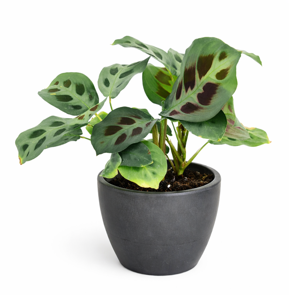 prayer plant cactus soil Green Prayer Plant (Maranta leuconeura)