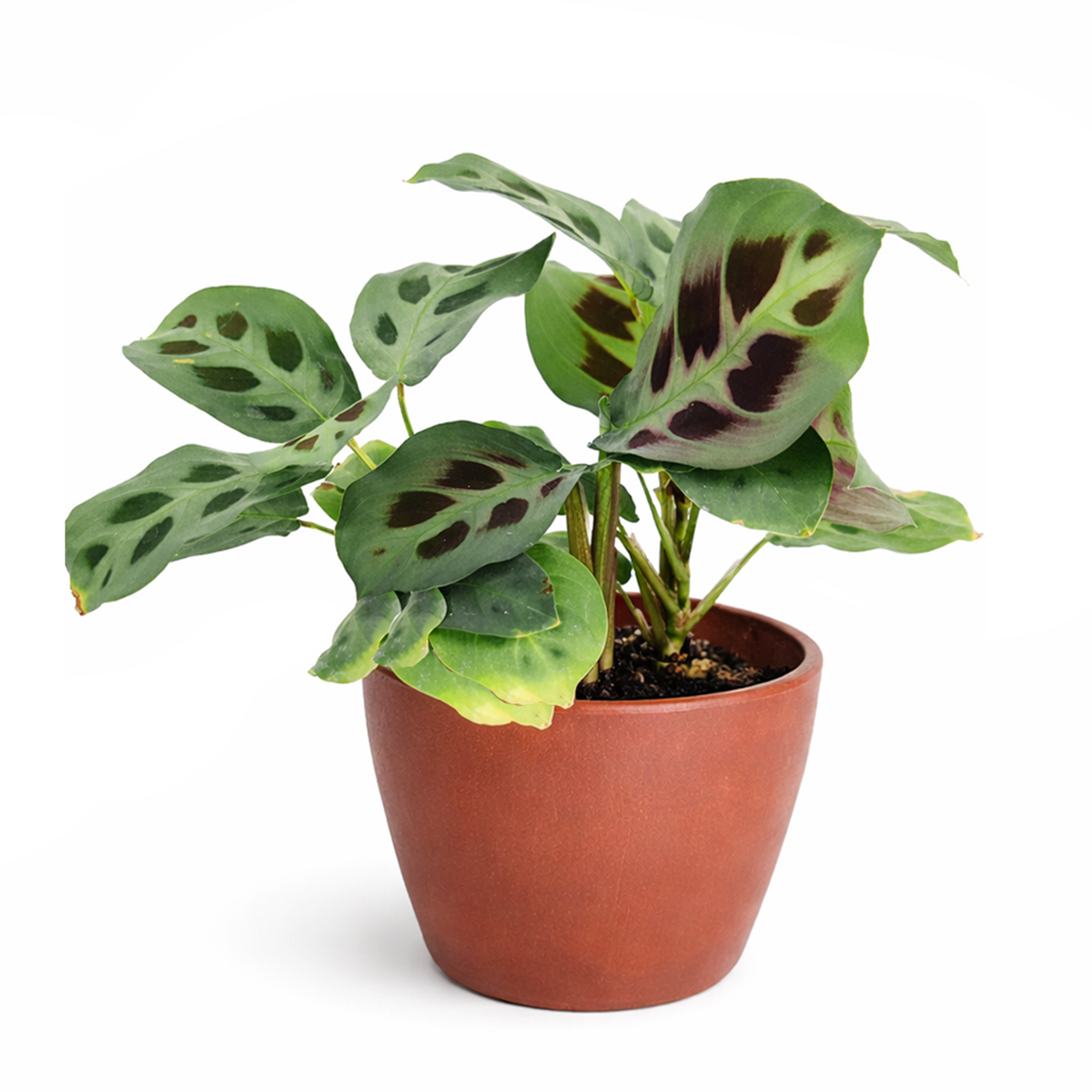 prayer plant types Green Prayer Plant (Maranta leuconeura)